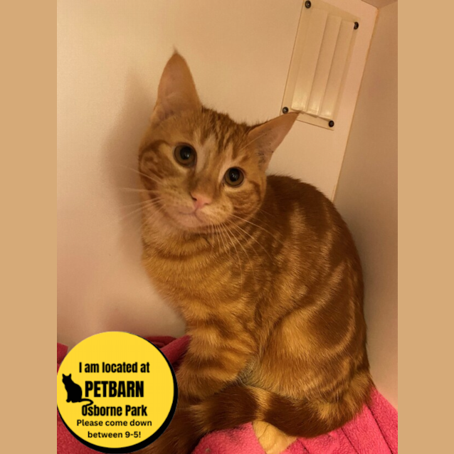 Photo of Benji
