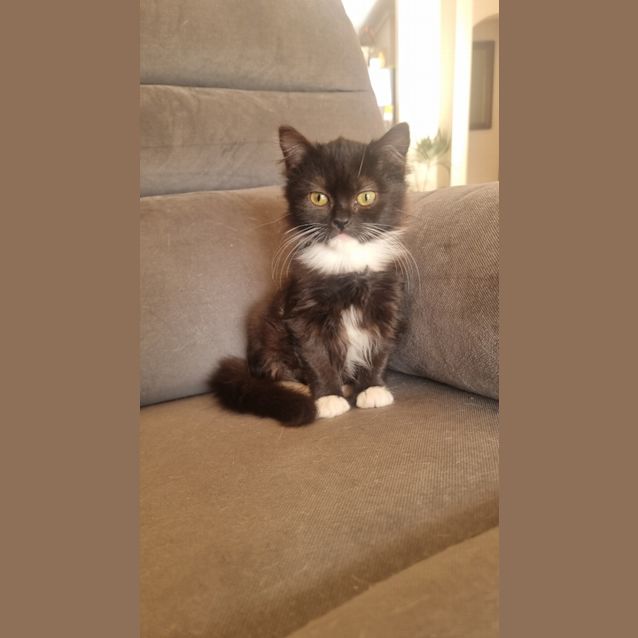 Photo of Luna