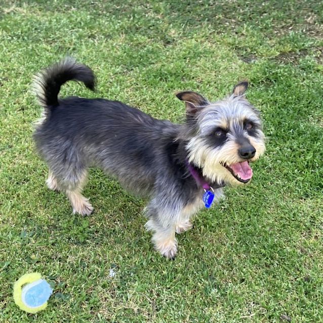 Photo of Boots 🥎 Silky X Terrier, 7yo(on Trial 4/10/23)