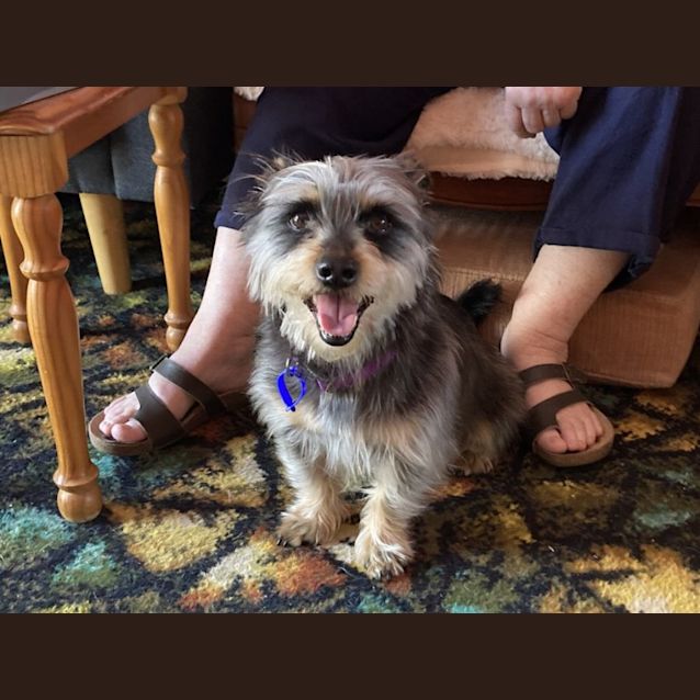 Photo of Boots 🥎 Silky X Terrier, 7yo(on Trial 4/10/23)
