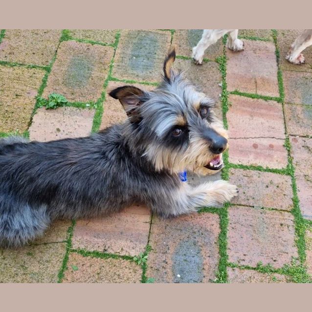 Photo of Boots 🥎 Silky X Terrier, 7yo(on Trial 4/10/23)
