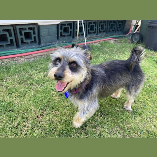 Photo of Boots 🥎 Silky X Terrier, 7yo(on Trial 4/10/23)