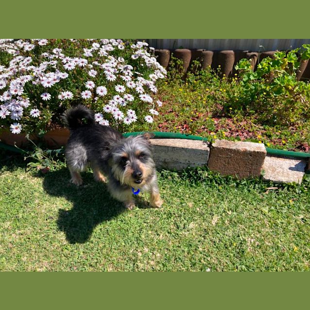 Photo of Boots 🥎 Silky X Terrier, 7yo(on Trial 4/10/23)