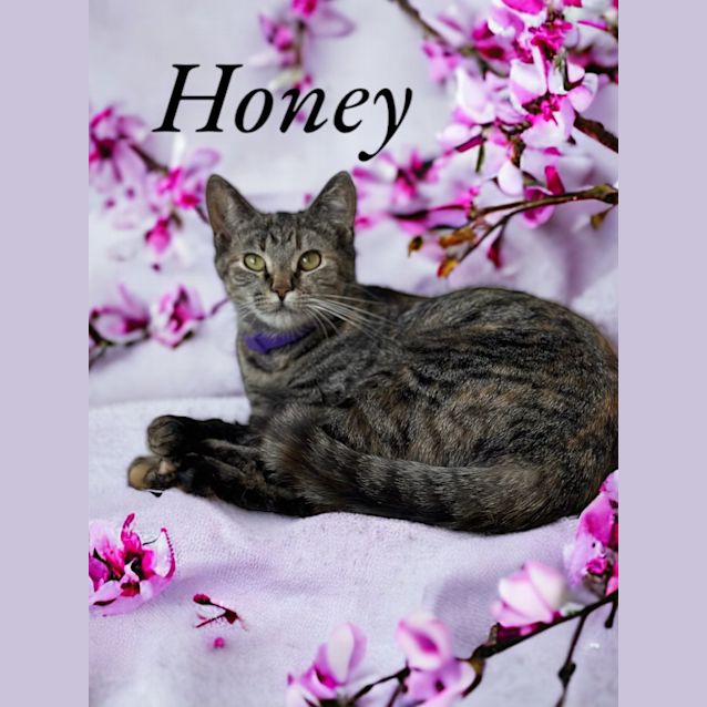 Photo of Honey
