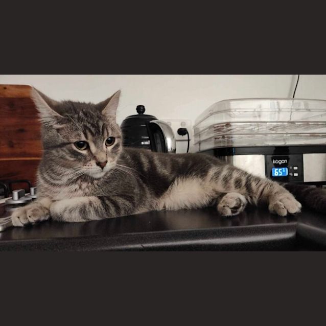 Photo of Mistic & Cosmo 