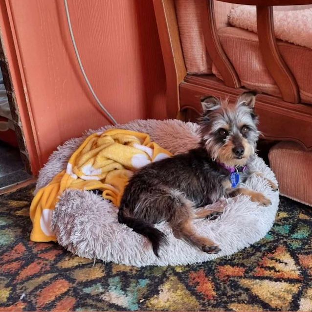 Photo of Boots 🥎 Silky X Terrier, 7yo(on Trial 4/10/23)