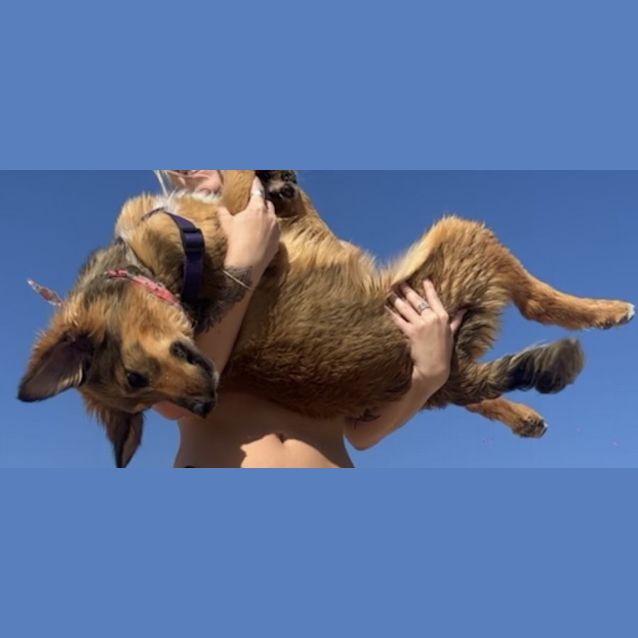 Photo of Elroy   5 Month Old German Shepherd (Trial)