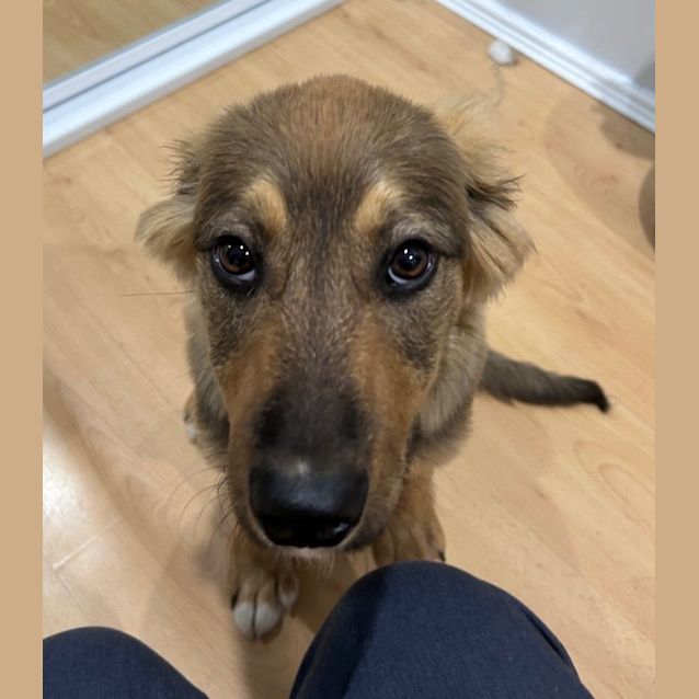 Photo of Elroy   5 Month Old German Shepherd (Trial)