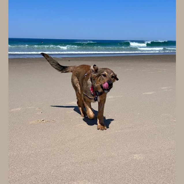 Photo of Elroy   5 Month Old German Shepherd (Trial)