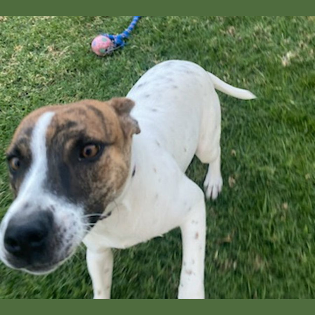 Photo of Roxy