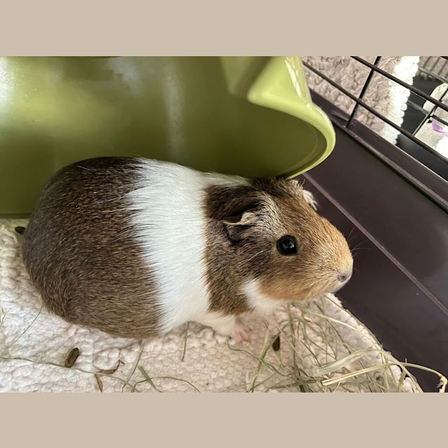 Photo of Cinnamon