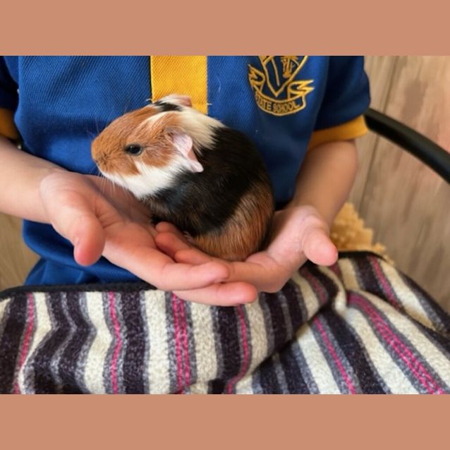 Photo of Rose