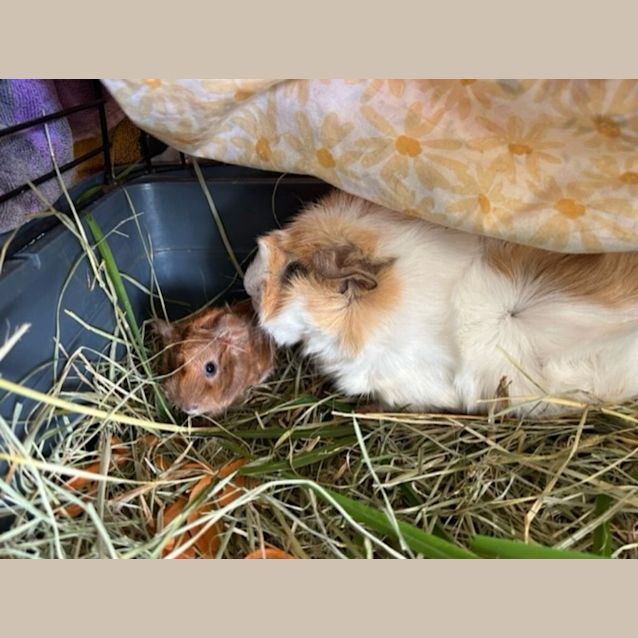 Photo of Buttercup
