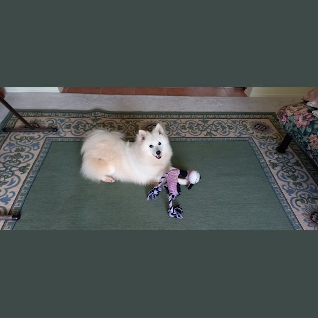 Photo of Shiloh