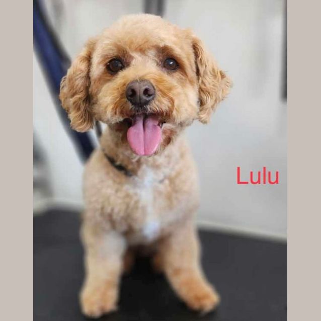 Photo of Daisy   6 Year Old Cavoodle (Trial)
