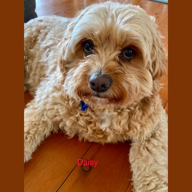 Photo of Daisy   6 Year Old Cavoodle (Trial)