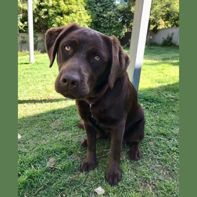 Photo of Coco