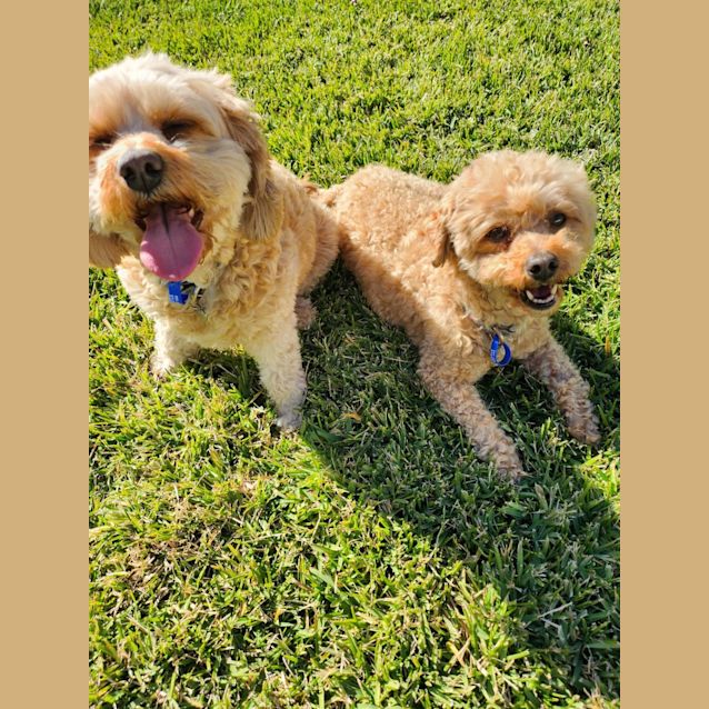 Photo of Lulu   10 Year Old Cavoodle (Trial)