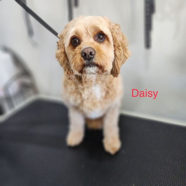 Photo of Lulu   10 Year Old Cavoodle (Trial)