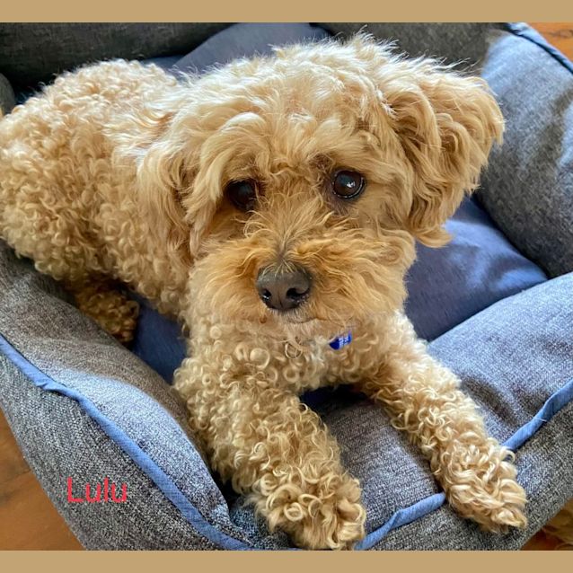 Photo of Lulu   10 Year Old Cavoodle (Trial)
