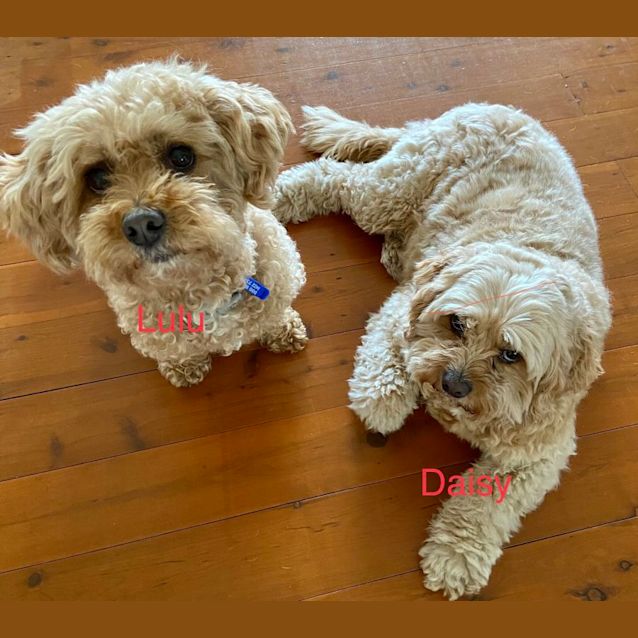 Photo of Lulu   10 Year Old Cavoodle (Trial)