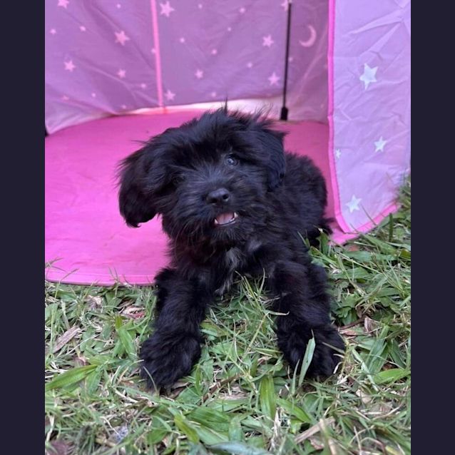 Photo of Spark 