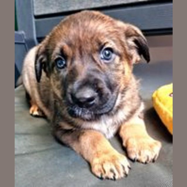 Photo of Piper