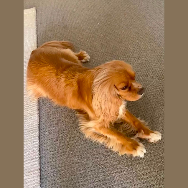Photo of Ollie