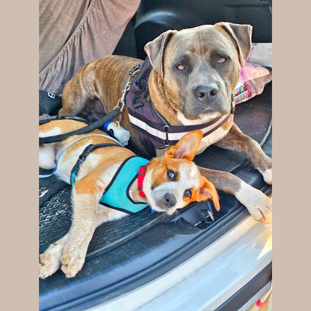Photo of Alex   3 Month Old Cattle Dog X (Trial)