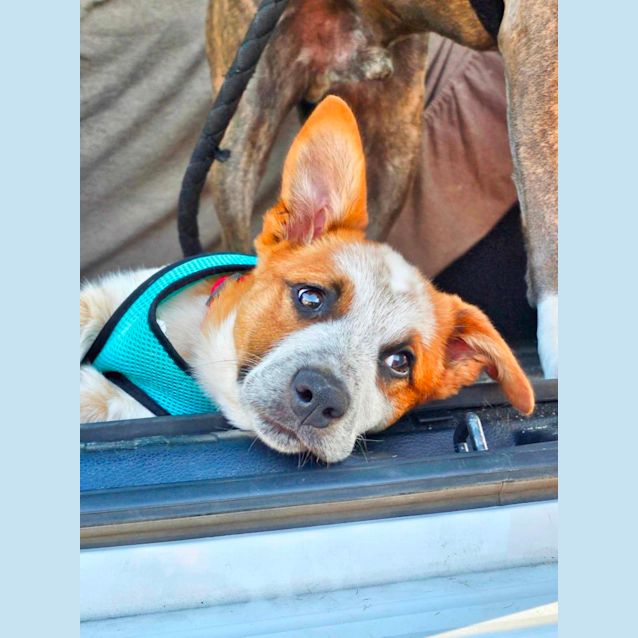 Photo of Alex   3 Month Old Cattle Dog X (Trial)