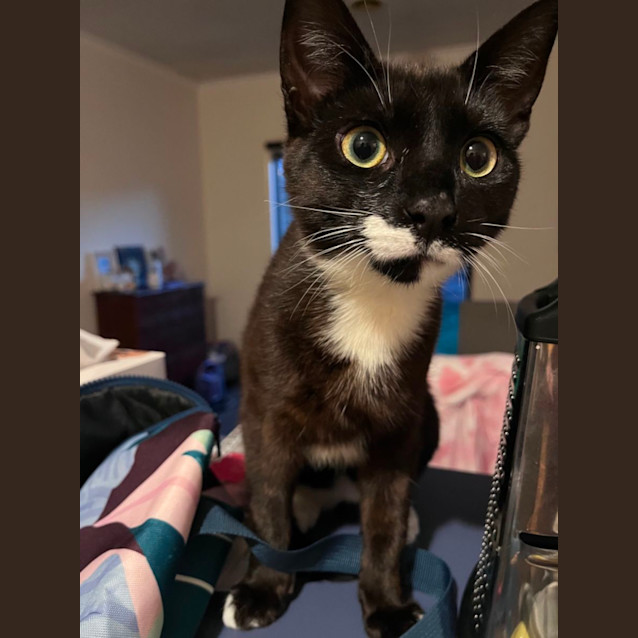 Photo of Ari ! Meet Me At Petstock Keysborough 28/9