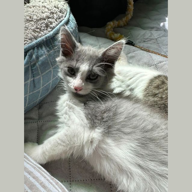 Photo of Latte