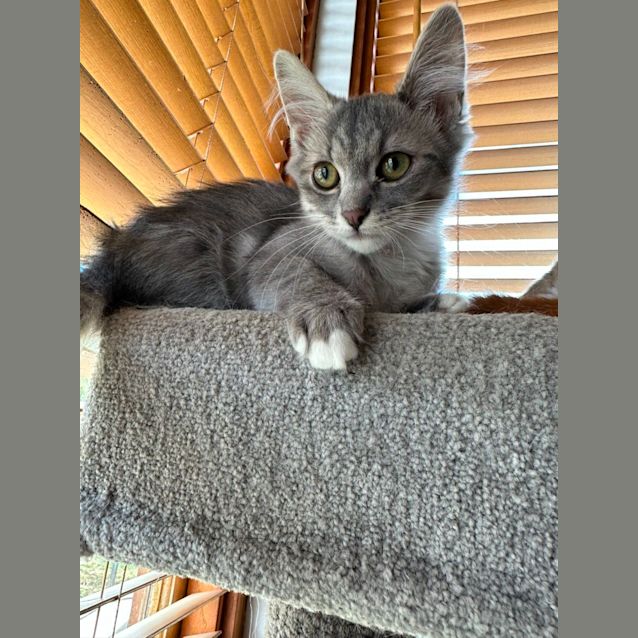 Photo of Mocha