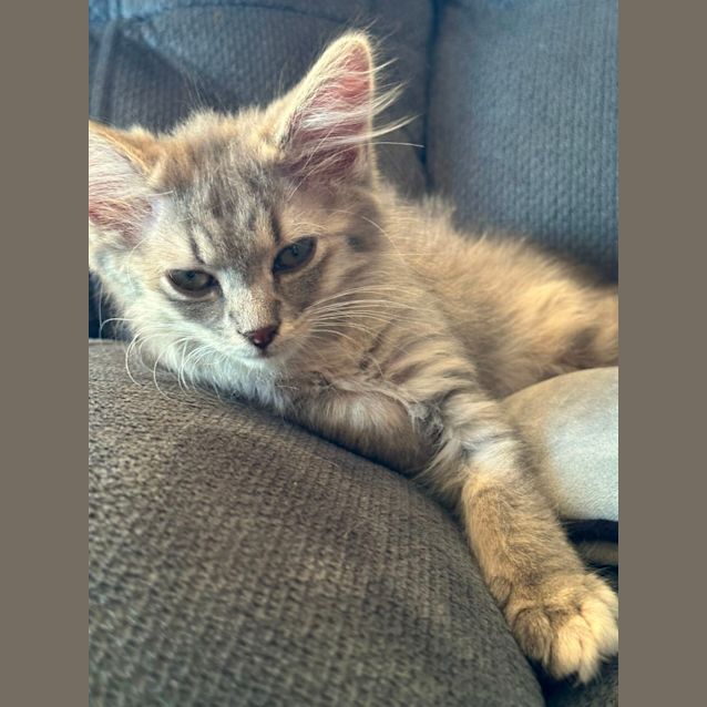 Photo of Mocha