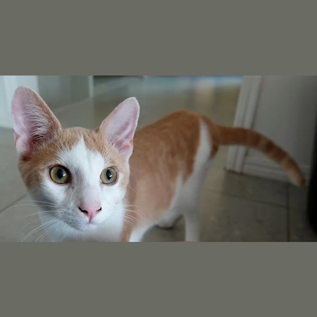 Photo of Milo