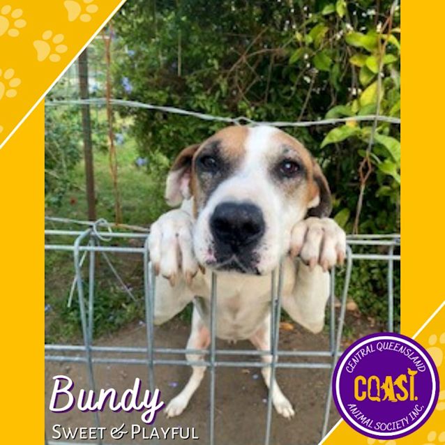 Photo of Bundy