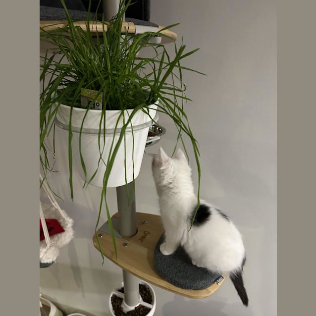 Photo of Sahara