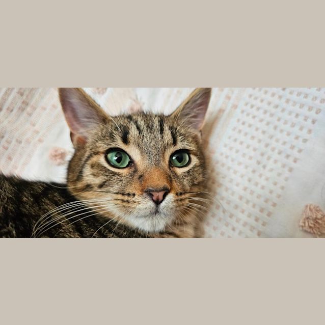 Photo of Toby