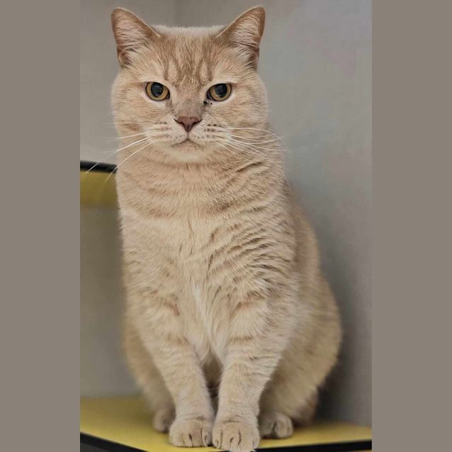 Photo of Cheddar