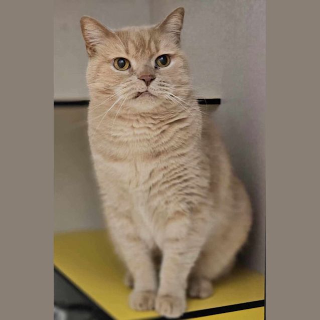 Photo of Cheddar