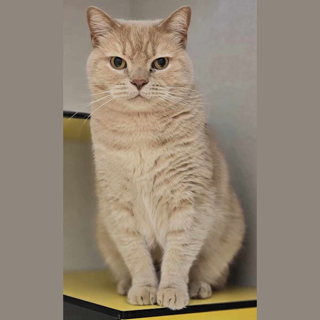Photo of Cheddar
