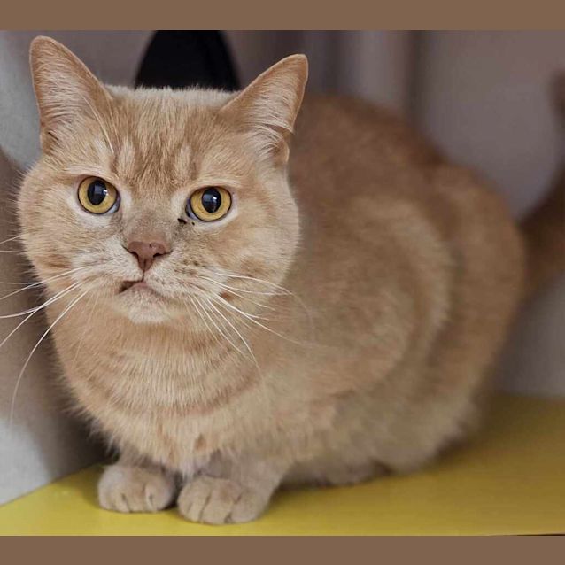 Photo of Cheddar