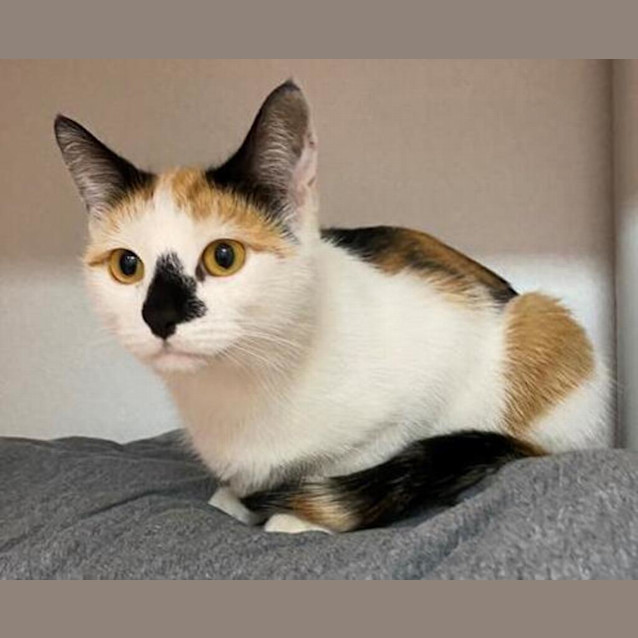 Photo of Phoebe