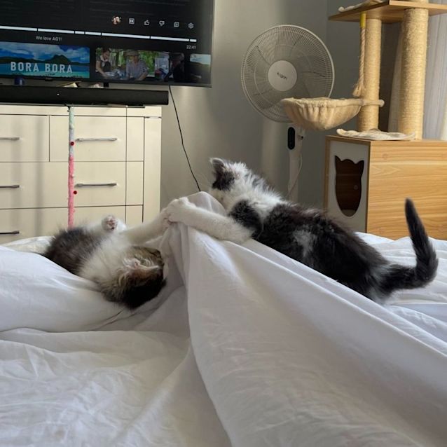 Photo of Romeo And Houdini