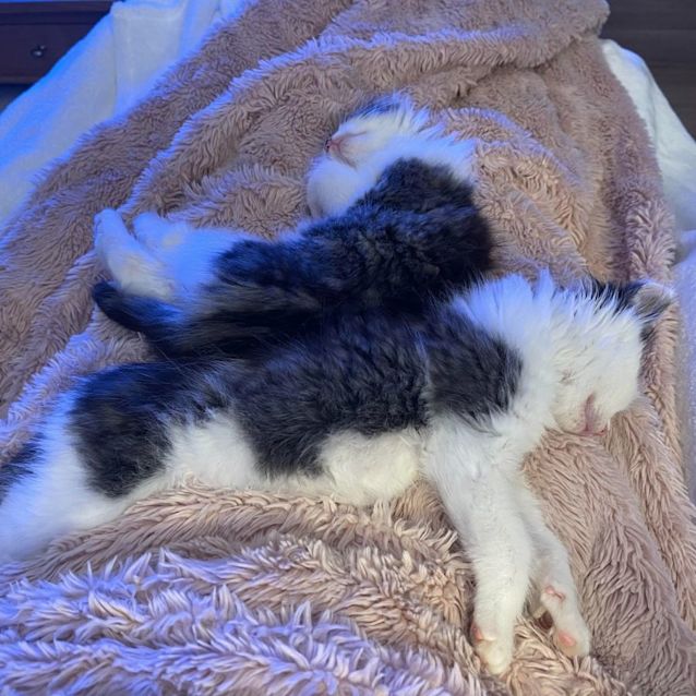 Photo of Romeo And Houdini