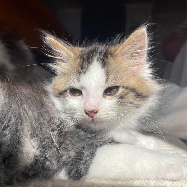 Photo of Romeo And Houdini