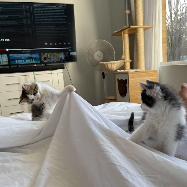 Photo of Romeo And Houdini