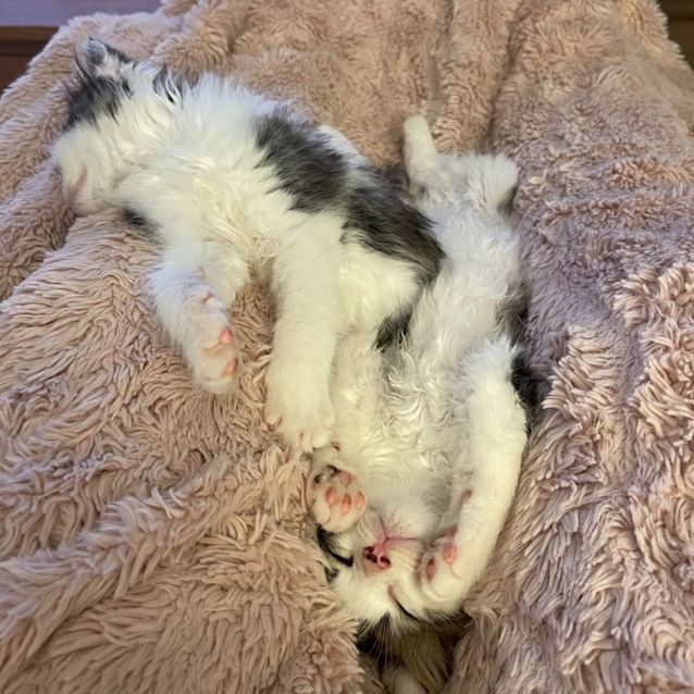 Photo of Romeo And Houdini