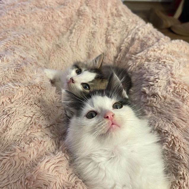 Photo of Romeo And Houdini