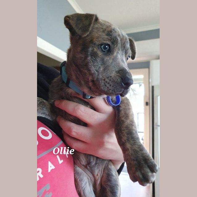Photo of Ollie   10 Week Old Staffy X (Trial)
